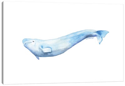 Beluga Whale Canvas Art Print - Whale Art