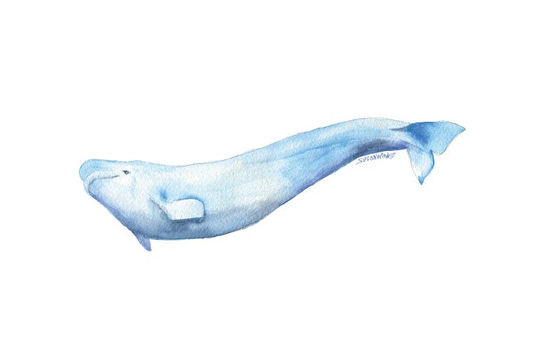 Beluga Whale