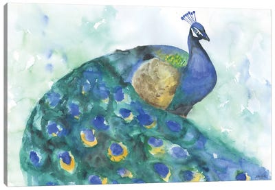 Peacock I Canvas Art Print - Susan Windsor