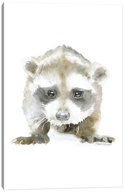 Baby Raccoon Canvas Art Print - Susan Windsor