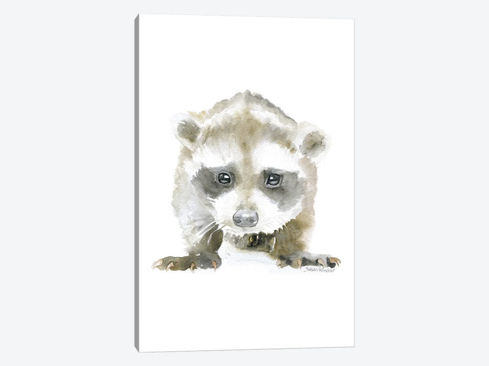 Baby Raccoon by Susan Windsor 1-piece Canvas Print