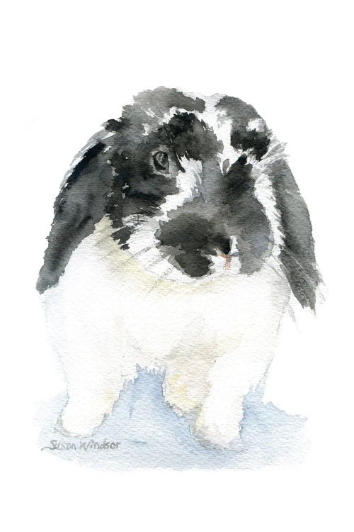 Black And White Lop Rabbit