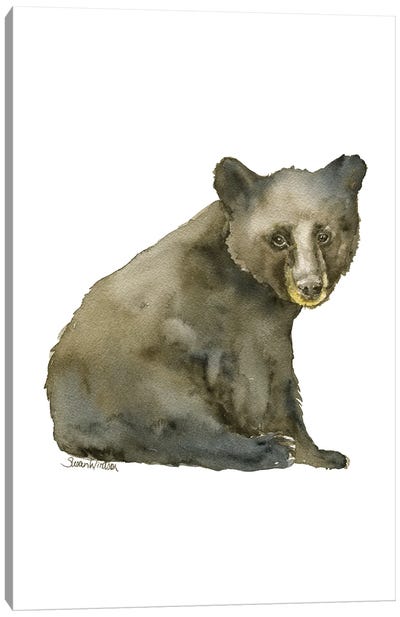 Black Bear Cub Sitting Canvas Art Print - Susan Windsor