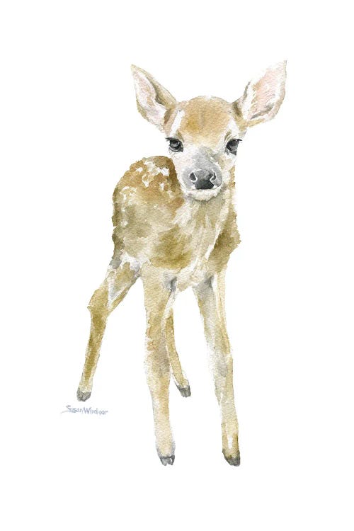 Deer Fawn