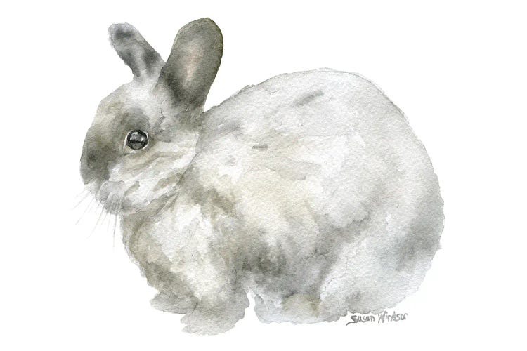 Gray Bunny Rabbit