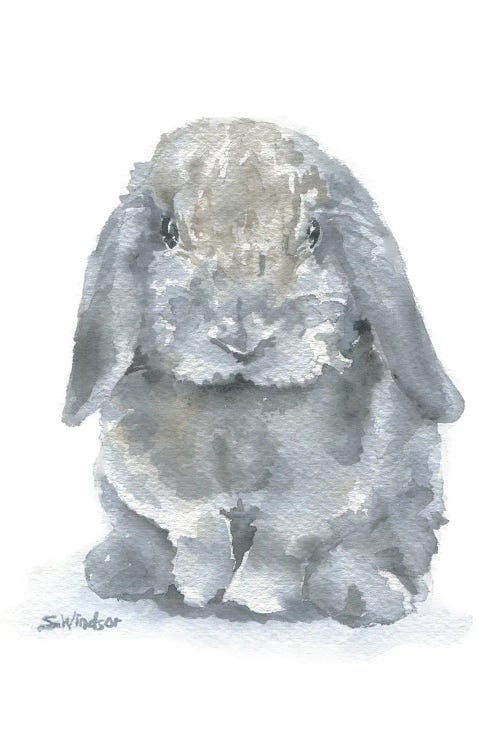 Gray Mini Lop Rabbit