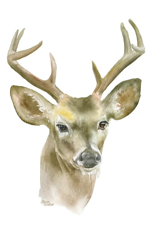 Deer Buck