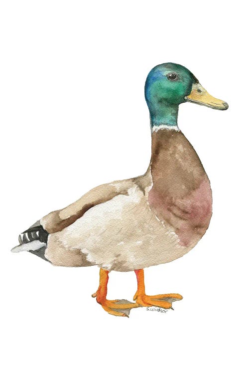 Mallard Duck