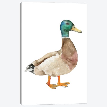 Mallard Duck Canvas Print #SWO141} by Susan Windsor Canvas Print