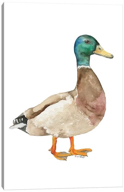 Mallard Duck Canvas Art Print - Susan Windsor