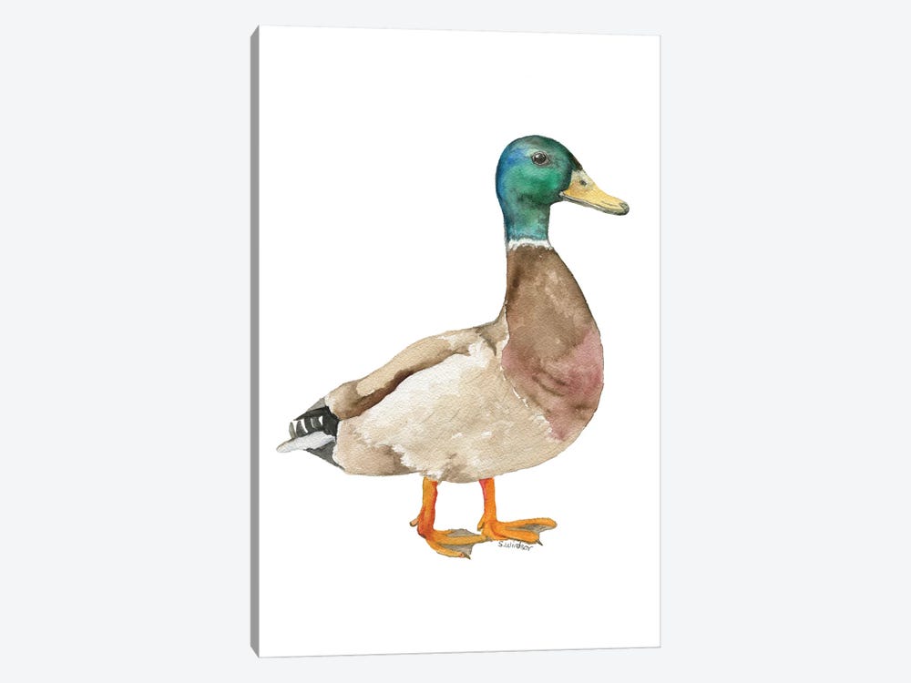 Mallard Duck by Susan Windsor 1-piece Canvas Art