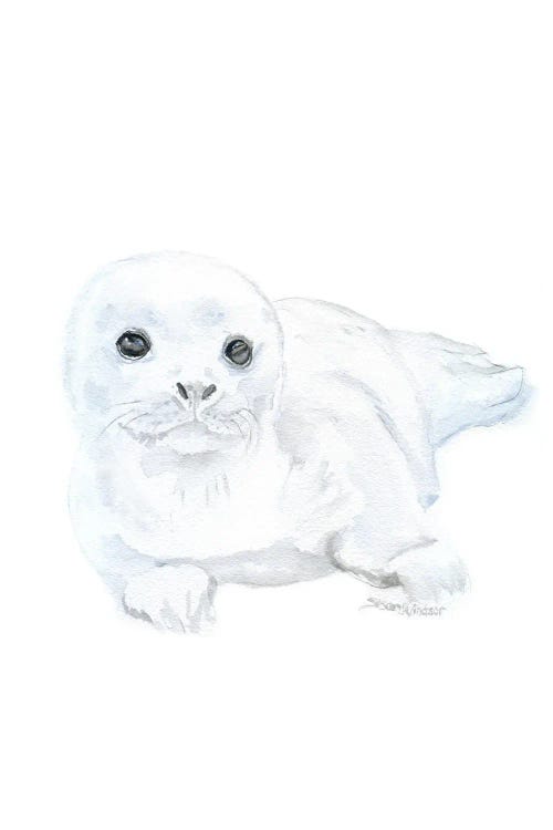 Baby Harp Seal