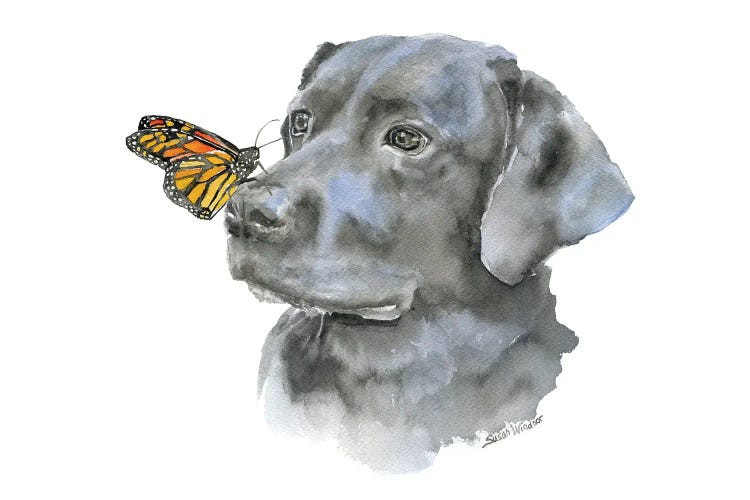 Black Lab With A Monarch Butterfly