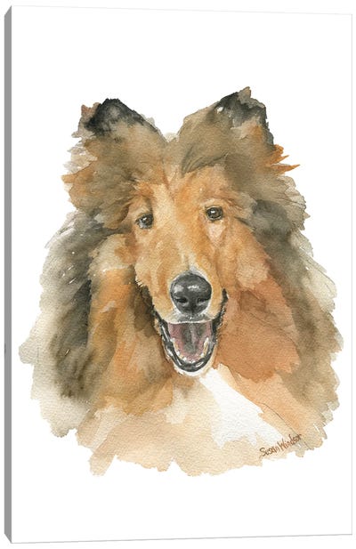 Collie Dog Canvas Art Print - Collie Art