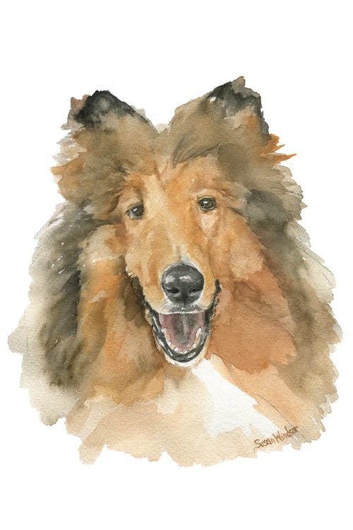 Collie Dog