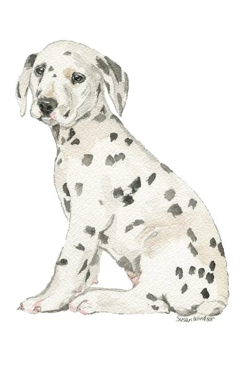 Dalmatian Puppy