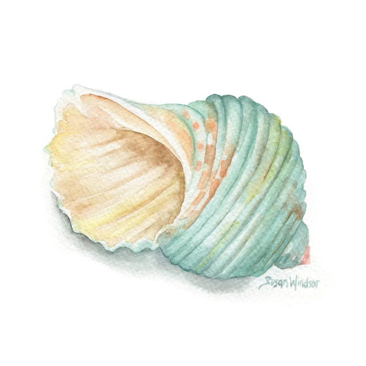 Green Turban Seashell