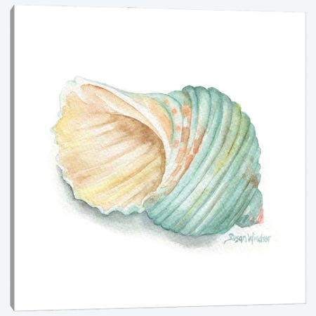 Green Turban Seashell Canvas Print #SWO7} by Susan Windsor Art Print
