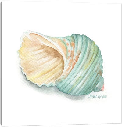 Green Turban Seashell Canvas Art Print - Susan Windsor