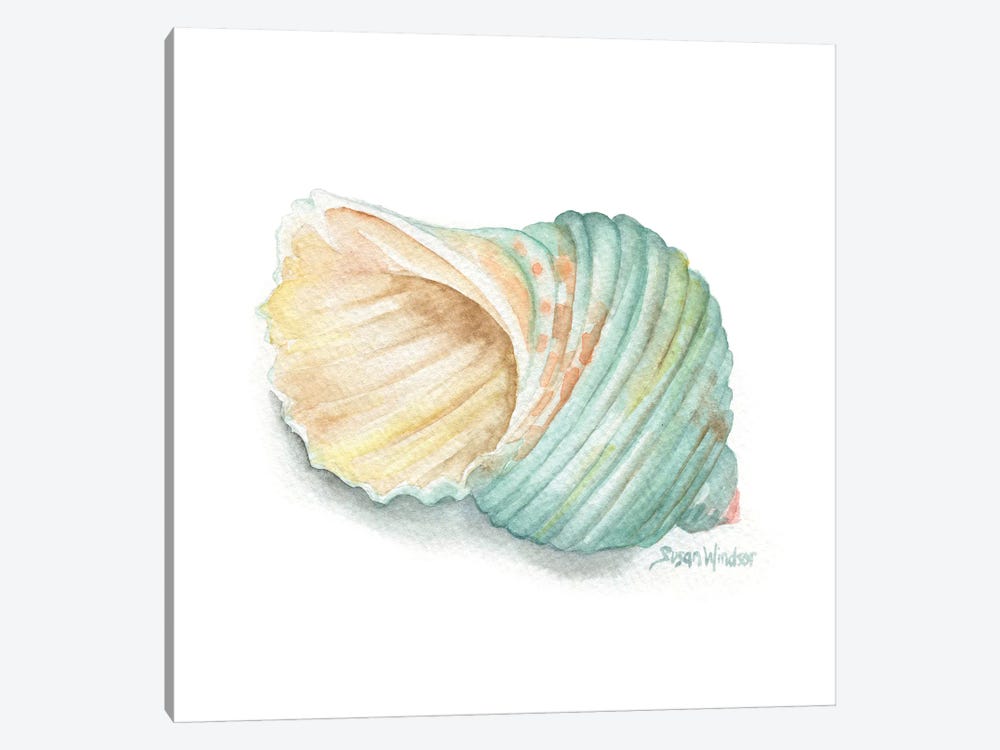 Green Turban Seashell by Susan Windsor 1-piece Canvas Print