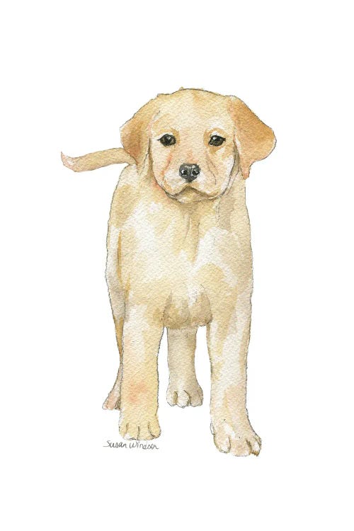 Yellow Labrador Puppy