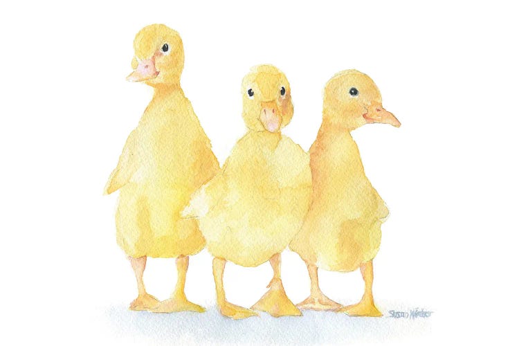 Three Baby Ducklings