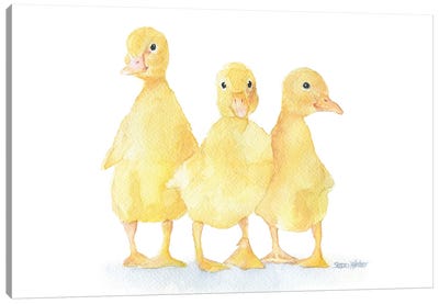 Three Baby Ducklings Canvas Art Print - Susan Windsor