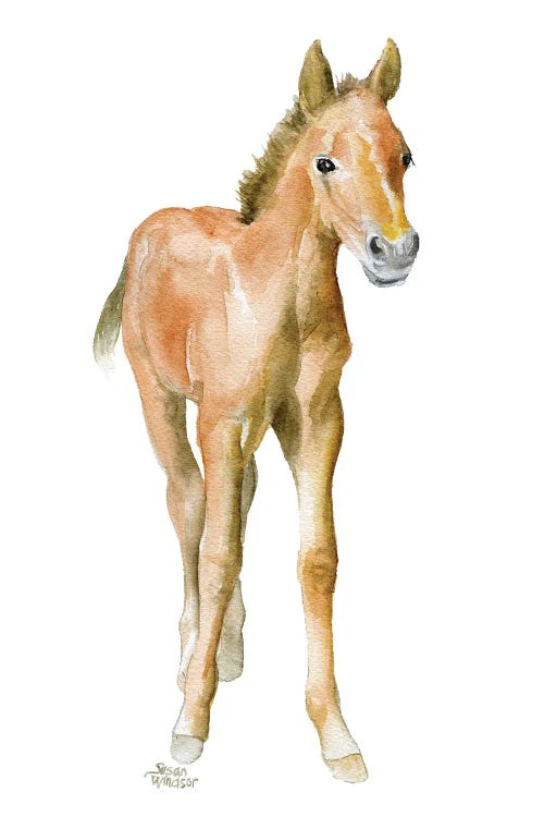 Horse Foal