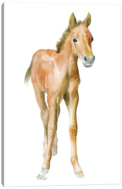 Horse Foal Canvas Art Print - Susan Windsor