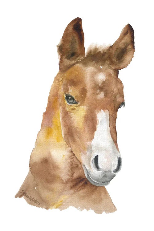 Horse Face