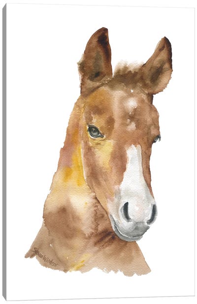 Horse Face Canvas Art Print - Susan Windsor