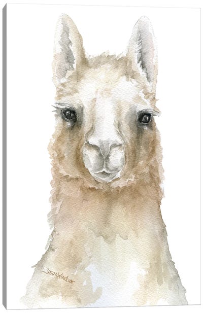 Llama Face Canvas Art Print - Llama & Alpaca Art