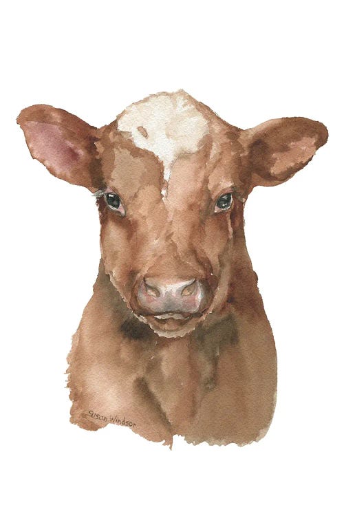 Shorthorn Calf