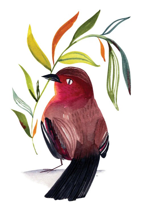 Red Bird