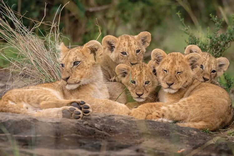 Cute Lion Cubs