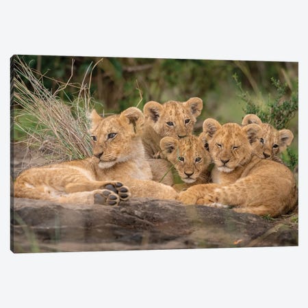 Cute Lion Cubs Canvas Print #SXO1} by Daniel Katz Art Print