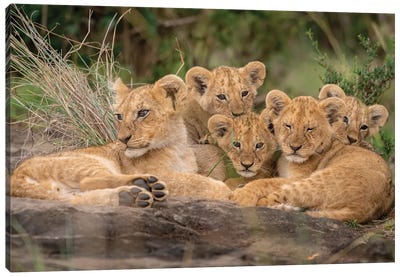 Cute Lion Cubs Canvas Art Print - Jungles