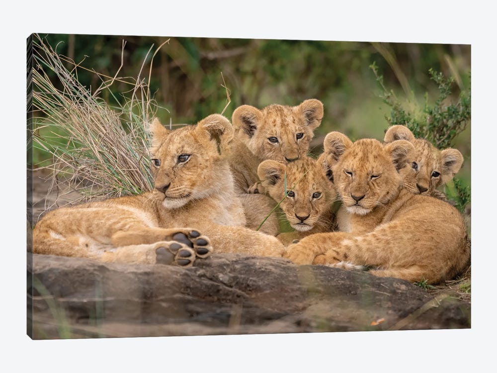 Cute Lion Cubs by Daniel Katz 1-piece Art Print