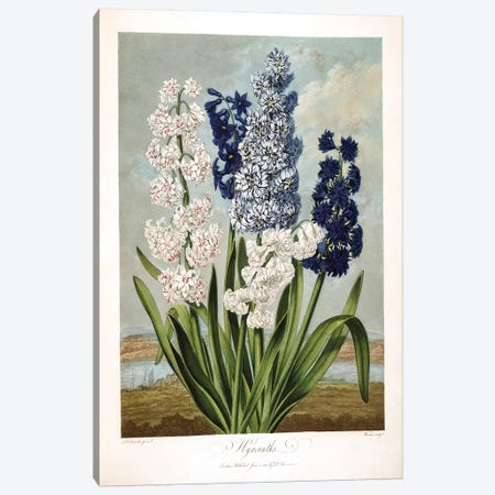 Hyacinths Canvas Print #SYD1} by Sydenham Edwards Canvas Print