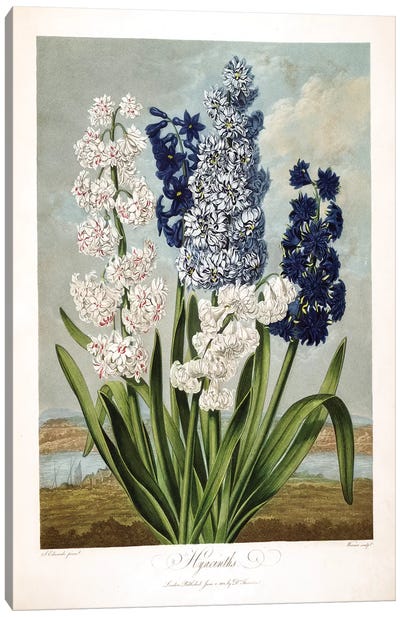 Hyacinths Canvas Art Print