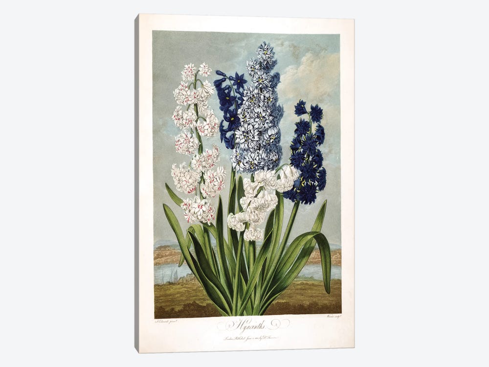 Hyacinths by Sydenham Edwards 1-piece Art Print