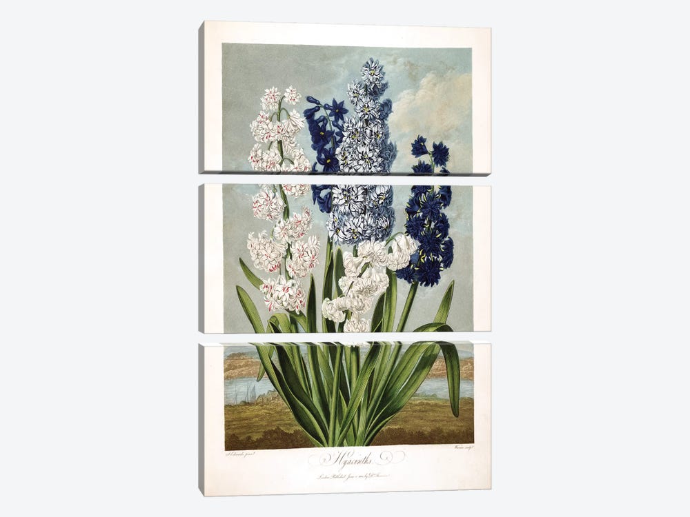 Hyacinths by Sydenham Edwards 3-piece Canvas Print