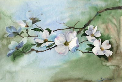 Magnolias