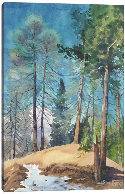 Pine Forest Canvas Art Print - Samira Yanushkova