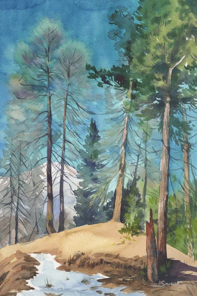 Middle Eastern Artists: Pine Forest by Samira Yanushkova
