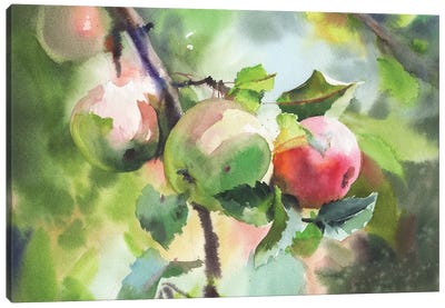 Red And Green Apples Canvas Art Print - Samira Yanushkova