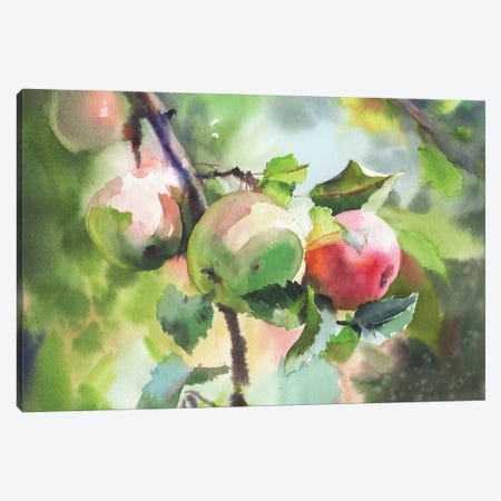 Red And Green Apples Canvas Print #SYH189} by Samira Yanushkova Art Print