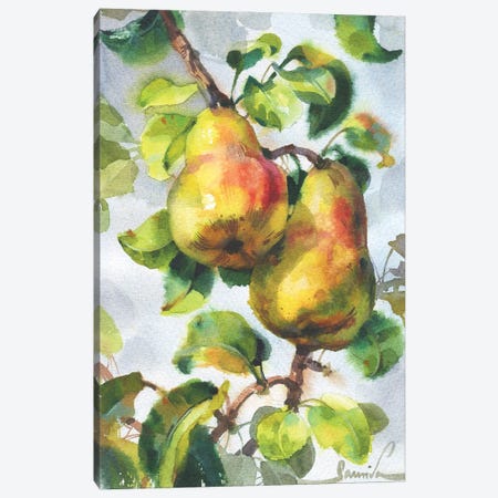 Pears Canvas Print #SYH195} by Samira Yanushkova Canvas Art Print