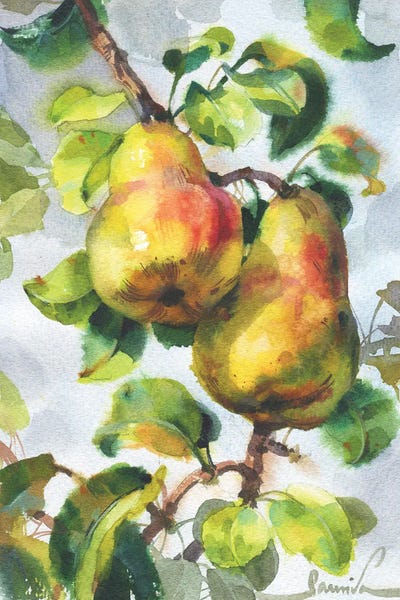 Samira Yanushkova: Pears by Samira Yanushkova