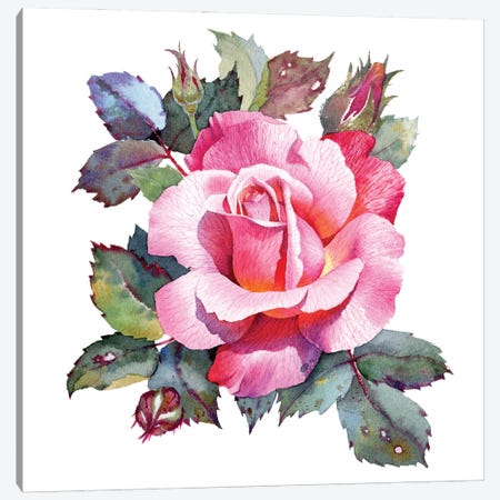 Rose Flower Canvas Print #SYH222} by Samira Yanushkova Canvas Artwork